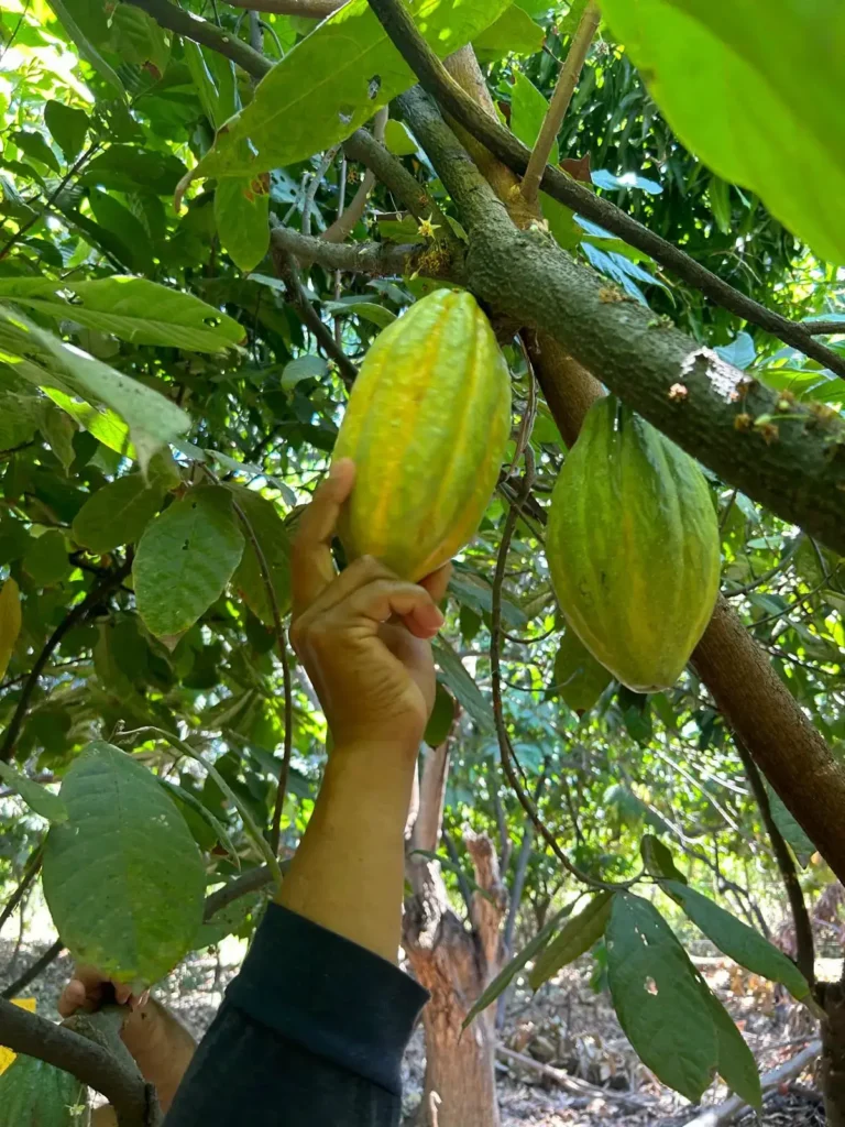 Impulsamos tu negocio